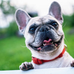 Get Time-limited Pet Insurance For Unexpected Veterinary Expenses
